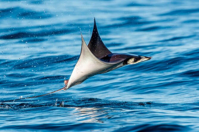 Mobulas Safari and Wildlife in La Ventana with a Marine Biologist - Key things to know before you go