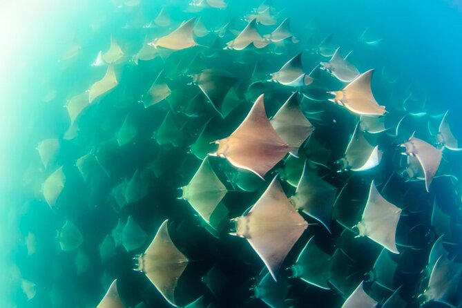 Mobulas Safari and Wildlife in La Ventana with a Marine Biologist - Hamza and the captain team: how the day turns into real sightings