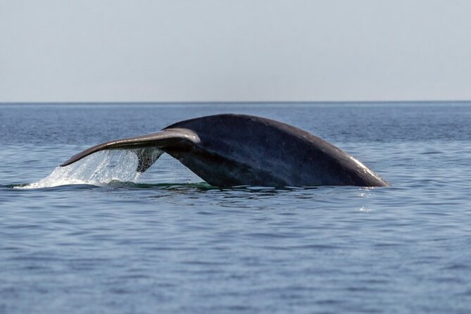 Mobulas Safari and Wildlife in La Ventana with a Marine Biologist - Snorkeling with a science guide: what your water time feels like