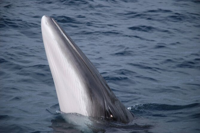 Mobulas Safari and Wildlife in La Ventana with a Marine Biologist - Wildlife targets to expect, and how to set your odds fairly