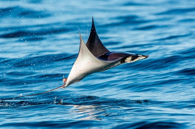 Mobulas Safari and Wildlife in La Ventana with a Marine Biologist - Price and value: what you’re paying for at $214.94 per person