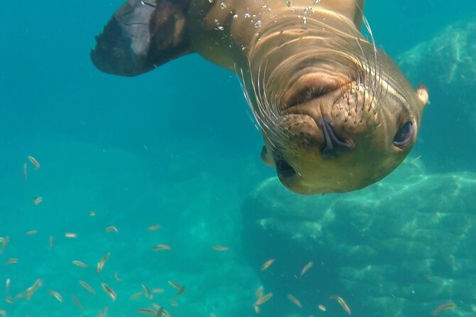 Most Popular Tour in La Paz Isla Espíritu Santo and Sea Lions - Ensenada Grande lunch break: where the day slows down
