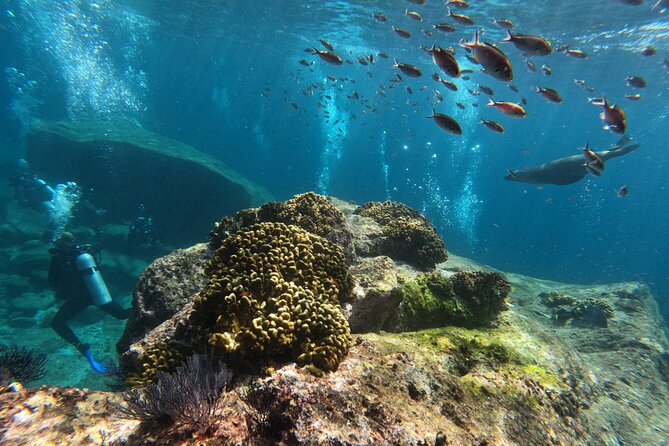 MOST POPULAR TOUR IN LA PAZ! Swim with Sea Lions Private Boat - Key highlights you’ll feel the most