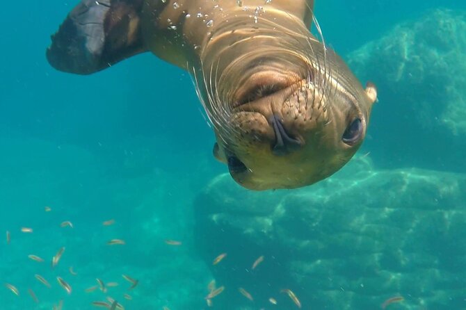 MOST POPULAR TOUR IN LA PAZ! Swim with Sea Lions Private Boat - Bahía de la Paz cruising: scenic bays and the San Lorenzo Channel