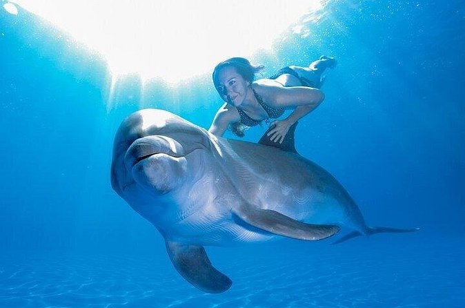 Must-DO The only and Unique Natural Space Dolphin Encounter Cabo - The dolphin encounter at the facility habitat