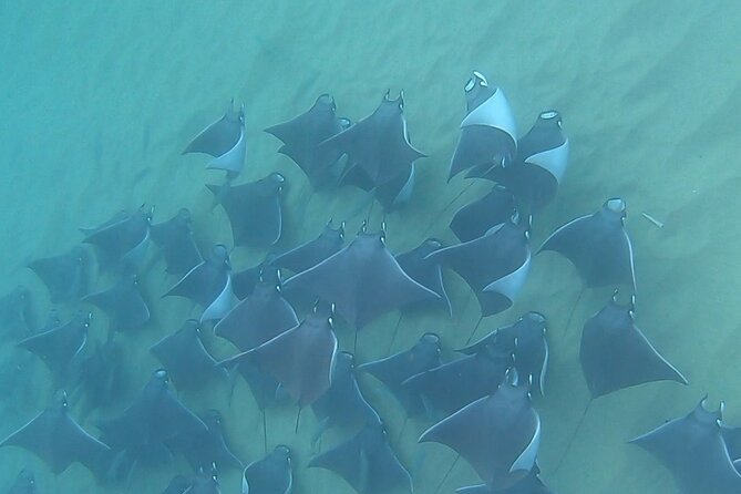 Non-Certified Diving Adventure in Cabo San Lucas - The Underwater Plan: Conservative Training You Can Follow