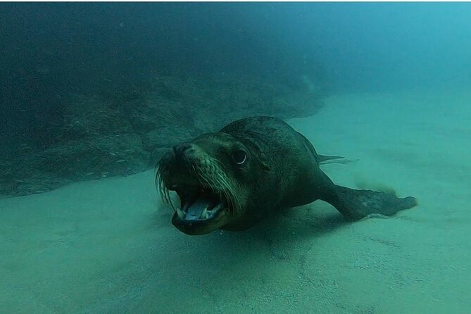 Non-Certified Diving Adventure in Cabo San Lucas - Wildlife Checklist: What You Might See Around Cabo San Lucas