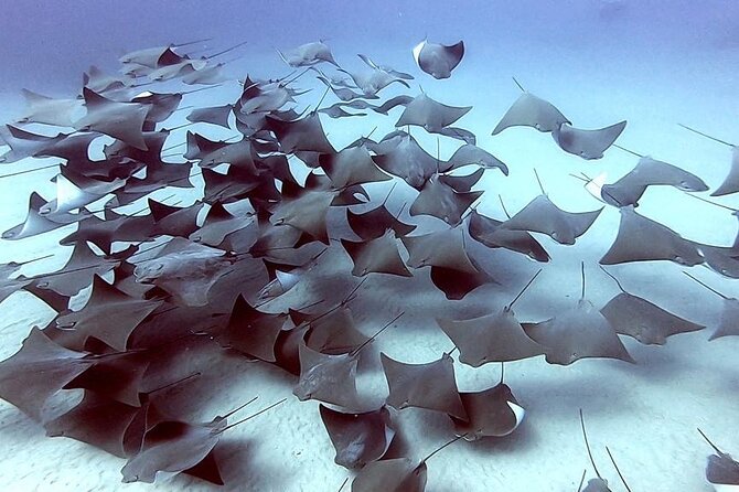 Non-Certified Diving Adventure in Cabo San Lucas - Small Group Energy: Why Up to 8 Travelers Is a Big Deal