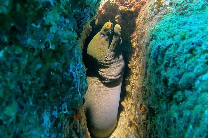 Non-Certified Diving Adventure in Cabo San Lucas - Piedra del Pelicano: Why a Protected Zone Helps You See More