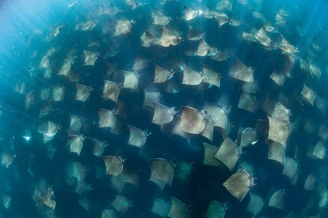 Ocean Safari in San Jose del Cabo - Ocean Safari Style: Following Life, Not a Script