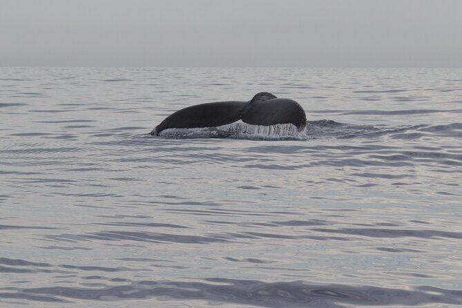 Ocean Safari in San Jose del Cabo - Wildlife Encounters: Dolphins, Rays, Turtles, and More