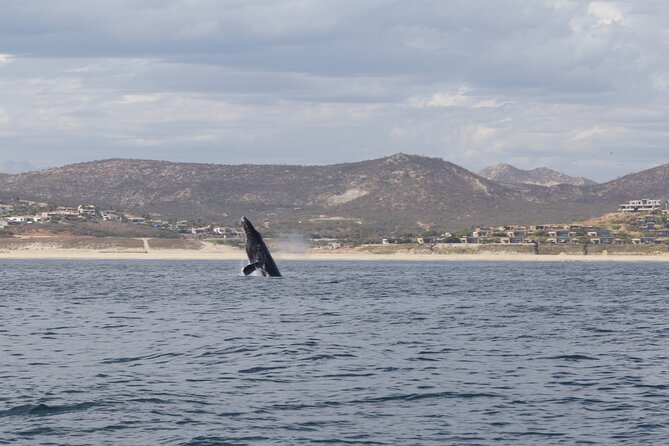 Ocean Safari in San Jose del Cabo - Snorkeling When Conditions Allow: Gear Included, Guidance Close