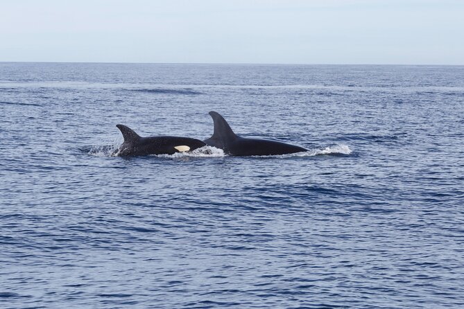 Ocean Safari in San Jose del Cabo - What to Pack: Simple Stuff That Makes You Happier