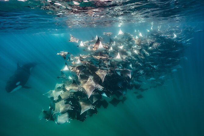 Ocean Safari: Sea Lions, Mobula Rays, Dolphins, Orcas & Whales - How the 5 Hours Works on a Panga: Search Mode, Not Certainty