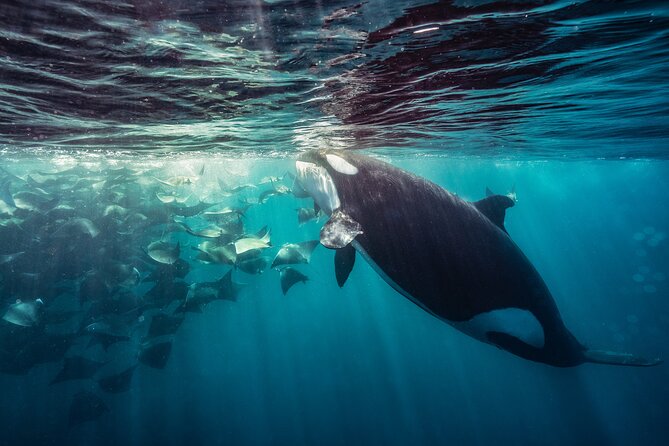 Ocean Safari: Sea Lions, Mobula Rays, Dolphins, Orcas & Whales - Dolphin Encounters From the Water: Pod Energy, Fast Moments