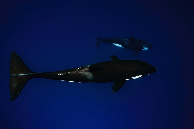 Ocean Safari: Sea Lions, Mobula Rays, Dolphins, Orcas & Whales - Orcas and Killer Whales: Possible More Often, Still Not Daily