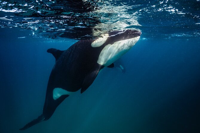 Ocean Safari: Sea Lions, Mobula Rays, Dolphins, Orcas & Whales - Whale Sightings: From Humpbacks to Blue Whales