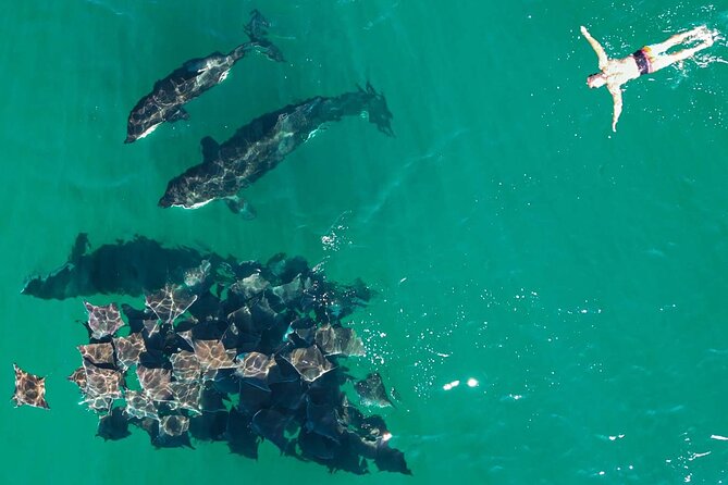 Ocean Safari: Sea Lions, Mobula Rays, Dolphins, Orcas & Whales - Animal Ethics and Safety: What the Best Reviews Have in Common