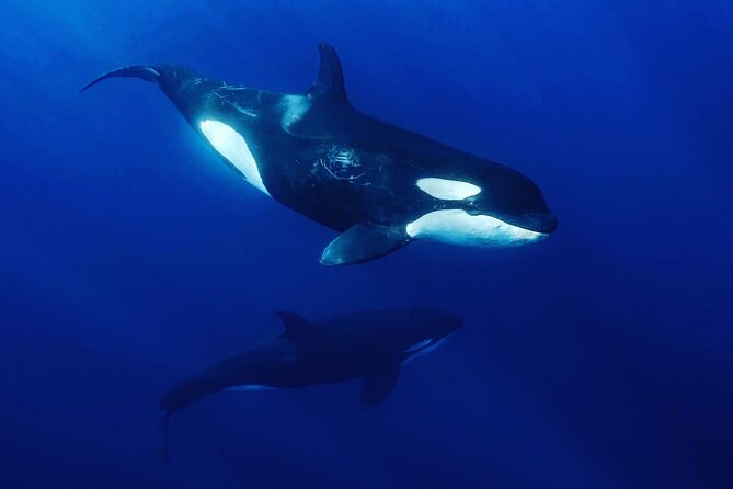 Ocean Safari: Sea Lions, Mobula Rays, Dolphins, Orcas & Whales - Snorkeling With Mobula Rays: When the Ocean Shows Off