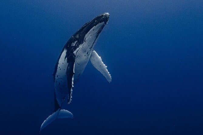 Ocean Safari Tour in Cabo San Lucas - What’s the point of an Ocean Safari, and why this one feels different