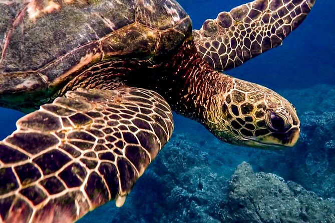 Ocean Safari Tour in Cabo San Lucas - Price and logistics that actually matter for your day