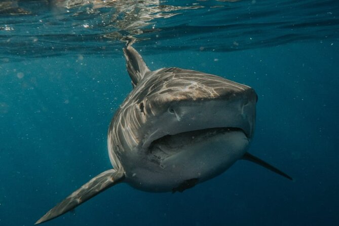 Ocean Safari Tour in Cabo San Lucas - Snorkeling when conditions allow: the best moments, and the reality check