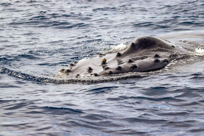 Ocean Safari Tour in Cabo San Lucas - Who you’re going with: small group energy up to 14