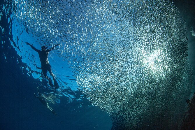 Ocean Safari Tour in Cabo San Lucas - What you might see in Cabo, species by species
