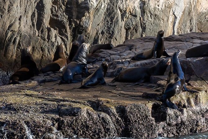 Ocean Safari Tour in Cabo San Lucas - How to judge value for $208.97, not just read the number