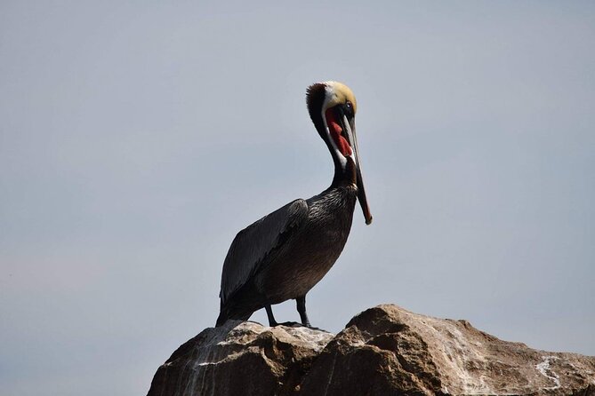 Ocean Safari Tour in Cabo San Lucas - Timing, physical fitness, and the best-fit traveler