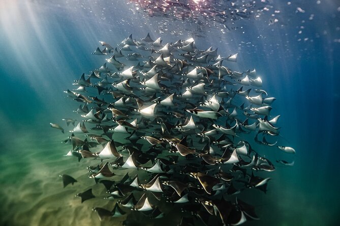 Open Ocean Safari and Whale Watching - Open Ocean Safari in Cabo: what you’re really paying for