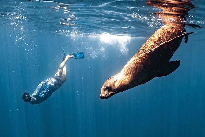 Open Ocean Safari and Whale Watching - The 9:00 am flow: El Arco, Pelican Rock, then Sea of Cortez
