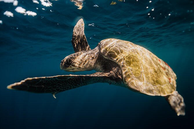 Open Ocean Safari and Whale Watching - What the guides do well: safety, ethics, and serious search effort