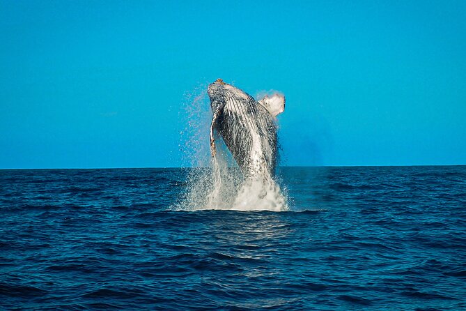 Open Ocean Safari and Whale Watching - Price and value: is $215 worth it?
