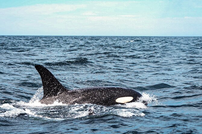 Open Ocean Safari and Whale Watching - Who should book, and who should think twice