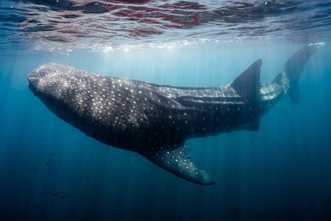 Open Ocean Safari and Whale Watching - Weather, flexibility, and how to protect your day