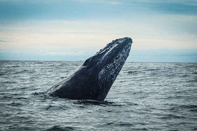 Open Ocean Safari and Whale Watching - Should you book this Cabo ocean safari?
