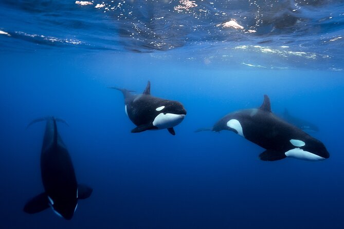 Open Ocean Safari and Whale Watching - Snorkeling gear, snacks, and the photo/video payoff
