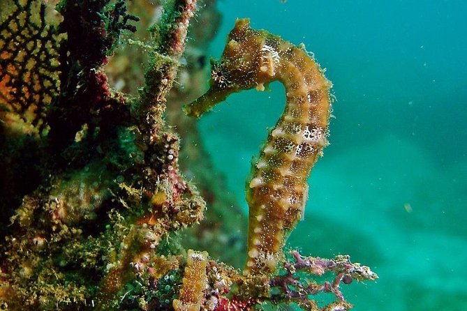 Pelican Rock Snorkeling and Sightseeing Adventure - The Sight Cruise: Lover’s Beach, Neptune Finger, and the Arch Circuit