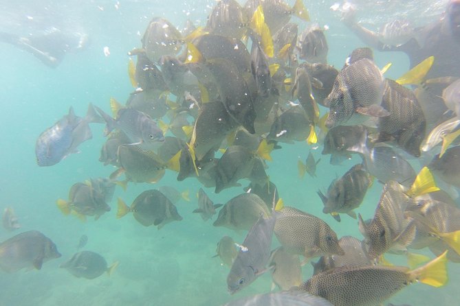 Pelican Rock Snorkeling and Sightseeing Adventure - Price and Value: Why $57 Can Make Sense