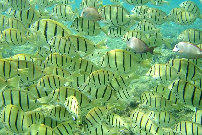 Pelican Rock Snorkeling and Sightseeing Adventure - Getting There From Downtown Cabo San Lucas, Without a Hotel Pickup Detour