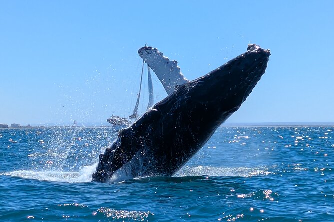 Private Balandra Bay Adventure - Meet Alex and Toto: Friendly Hosts Make the Difference