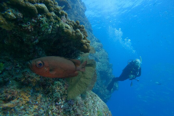Private Beginner Scuba Diving Experience in Cabo San Lucas - What the boat day is like: small group feel, shared boat logistics