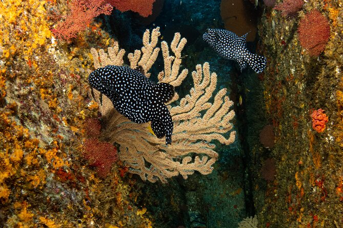 Private Beginner Scuba Diving Experience in Cabo San Lucas - Who this Cabo session is best for