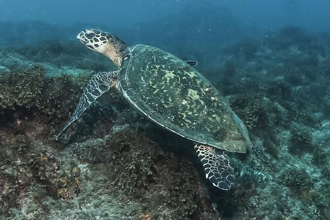 Private Beginner Scuba Diving Experience in Cabo San Lucas - El Arco and the marine life vibe, without the pressure to go deep