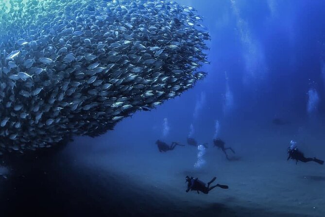 Private Dive Boat for Certified Divers - Cabo San Lucas - Quick highlights before you go
