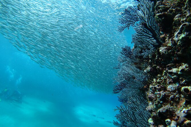 Private Dive Boat for Certified Divers - Cabo San Lucas - Onboard Comfort That Actually Helps: Cooler, Snacks, and What to Bring