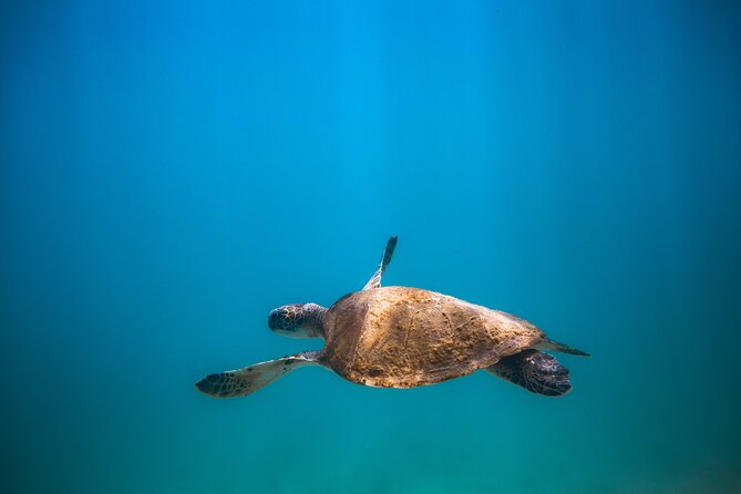 Private Dive Boat for Certified Divers - Cabo San Lucas - Price and Value: Why $545 Can Make Sense for Up to 4