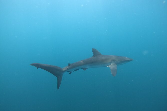 Private Dive Boat for Certified Divers - Cabo San Lucas - Two Underwater Sessions in the Cabo San Lucas Marine Reserve