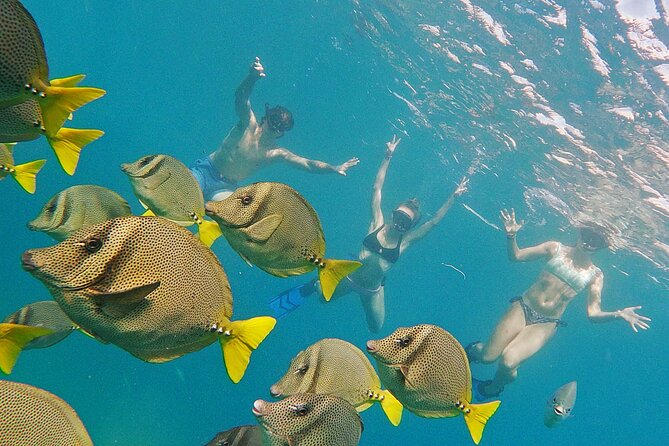 Private Guided Snorkeling in Cabo San Lucas - Key things I’d zero in on
